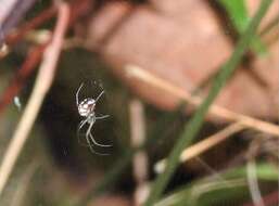 Image of Leucauge xiuying Zhu, Song & Zhang 2003