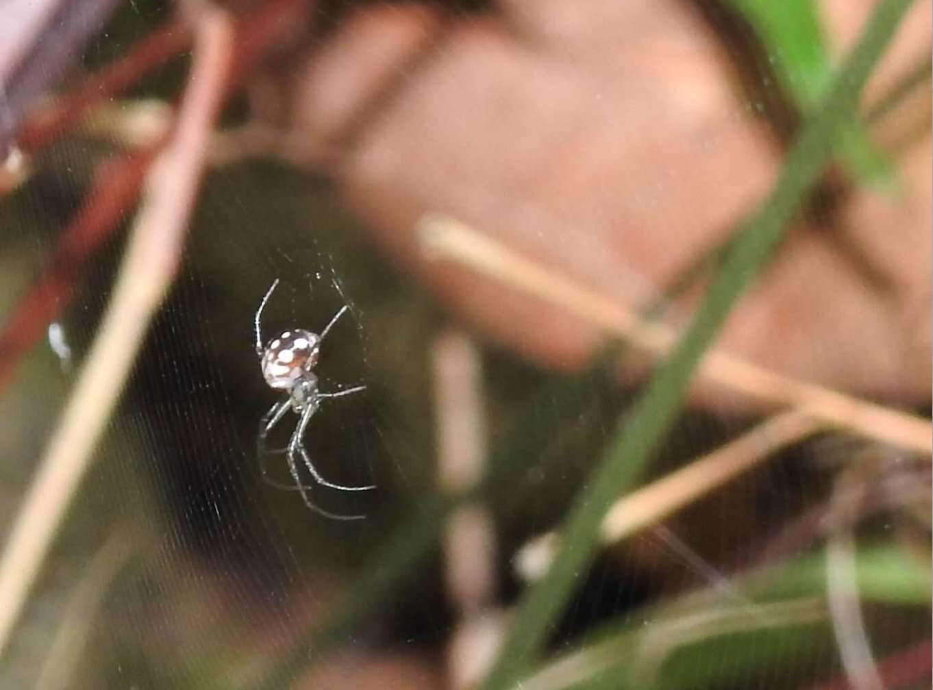 Image of Leucauge xiuying Zhu, Song & Zhang 2003