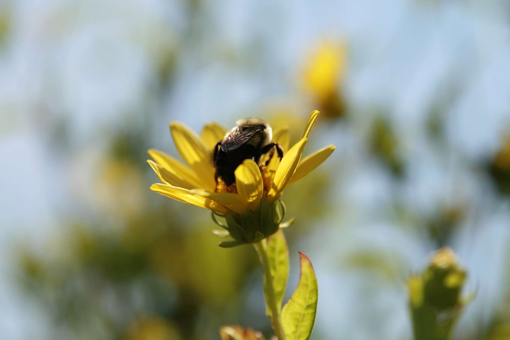 Image of Small Woodland Sunflower