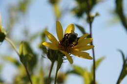 Image of Small Woodland Sunflower