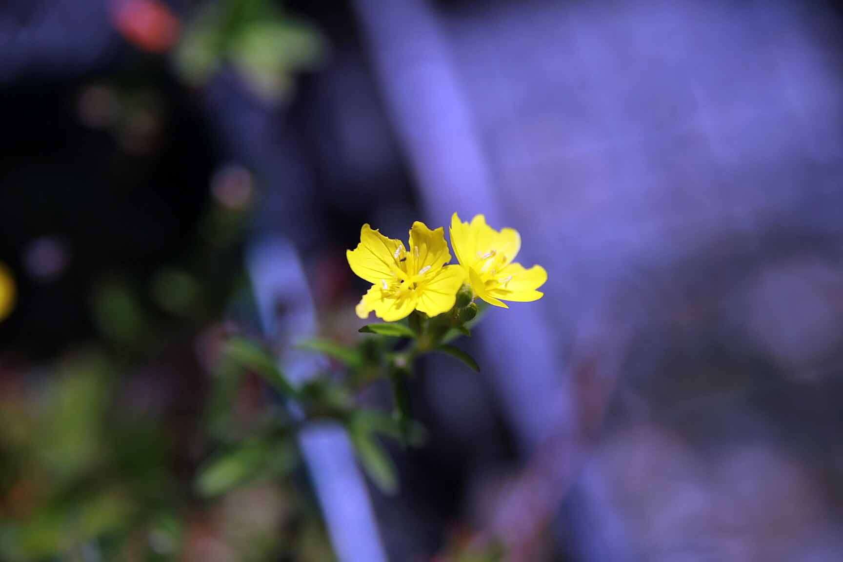 Imagem de Oenothera perennis L.