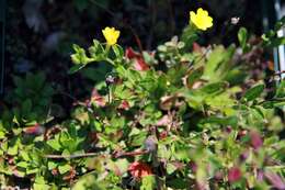 Imagem de Oenothera perennis L.