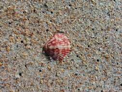 Image of Atlantic Calico scallop