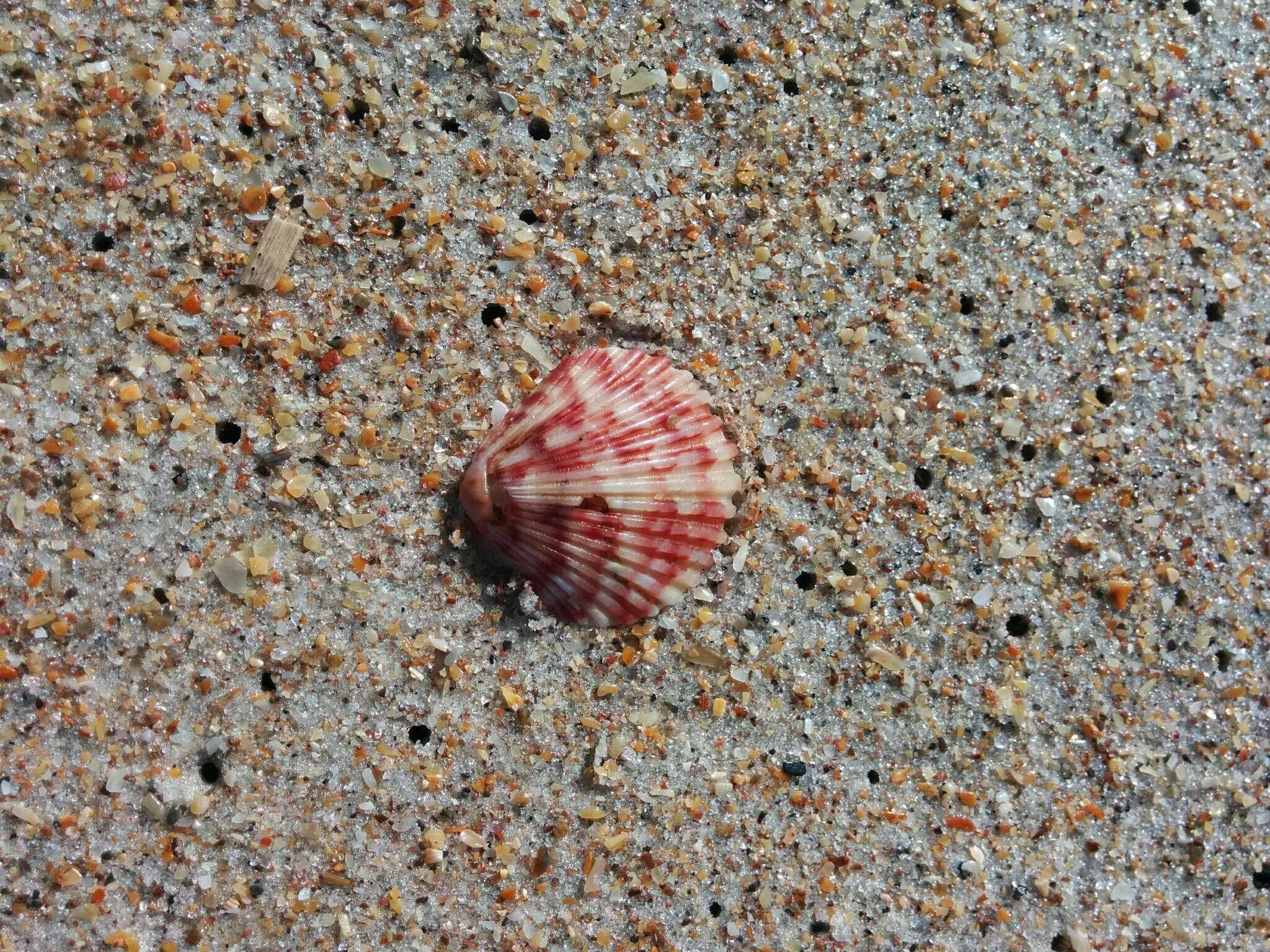 Image of Atlantic Calico scallop