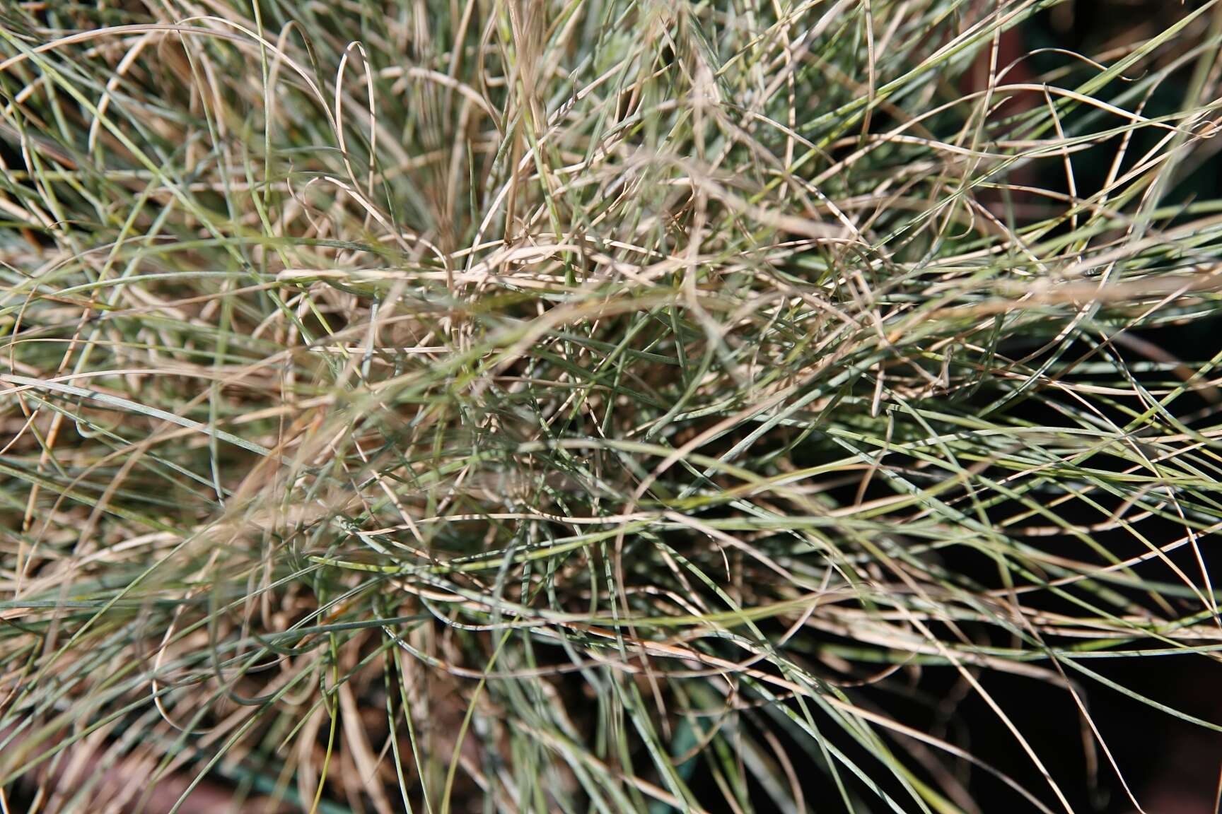 Слика од Festuca glauca Vill.