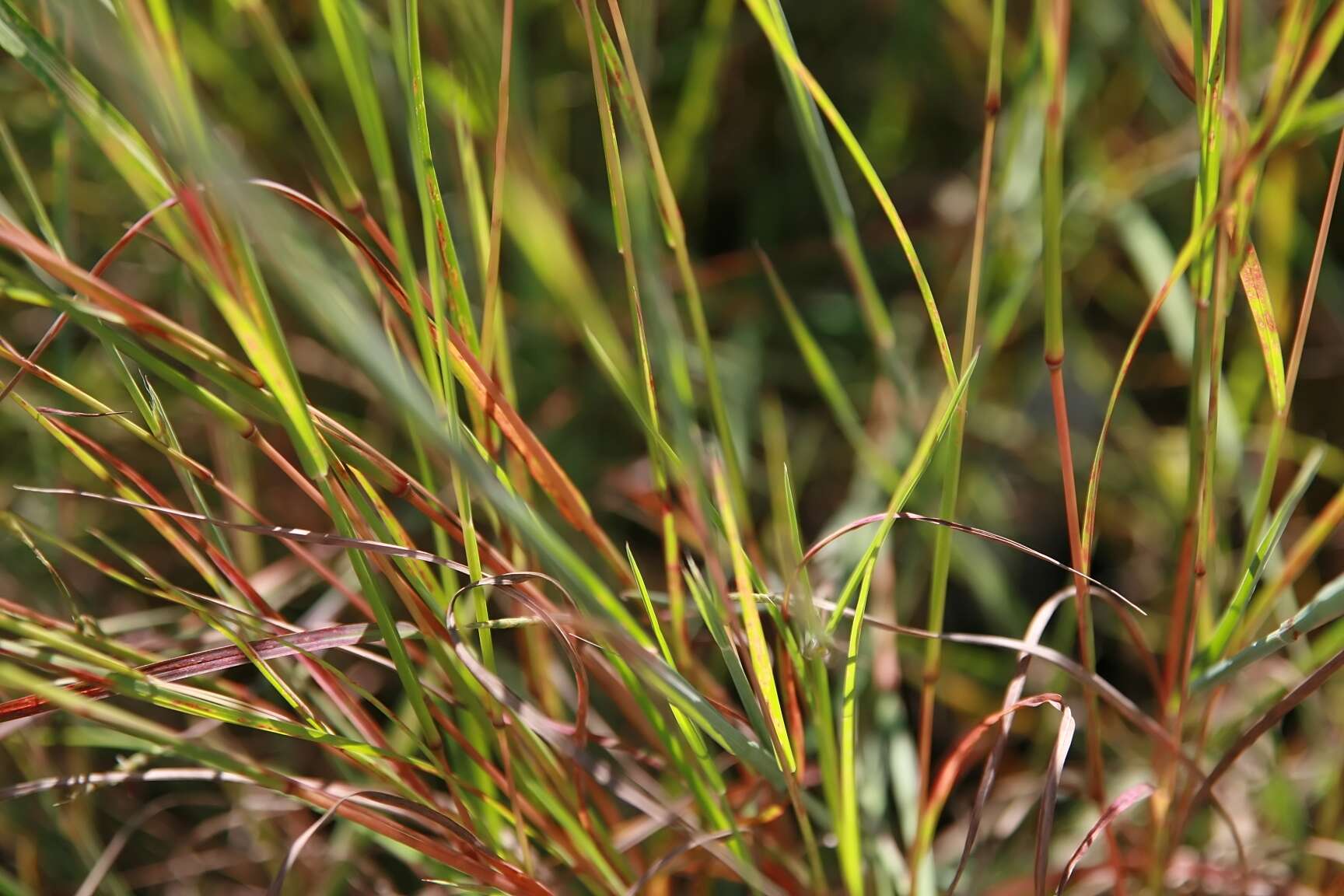 Image de Schizachyrium scoparium (Michx.) Nash