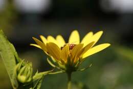 Image of Small Woodland Sunflower