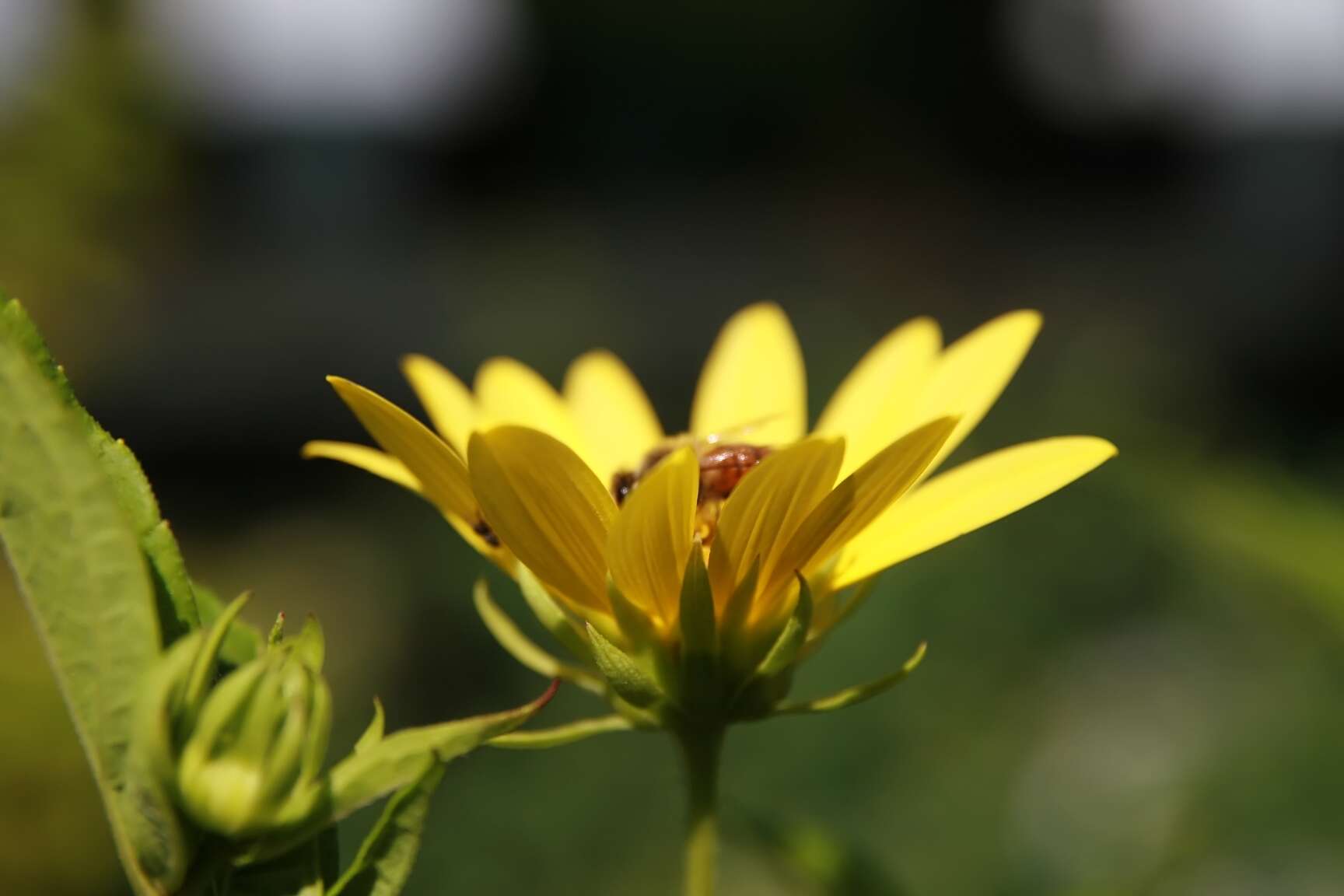 Image of Small Woodland Sunflower