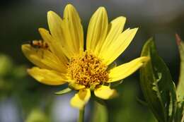 Image of Small Woodland Sunflower