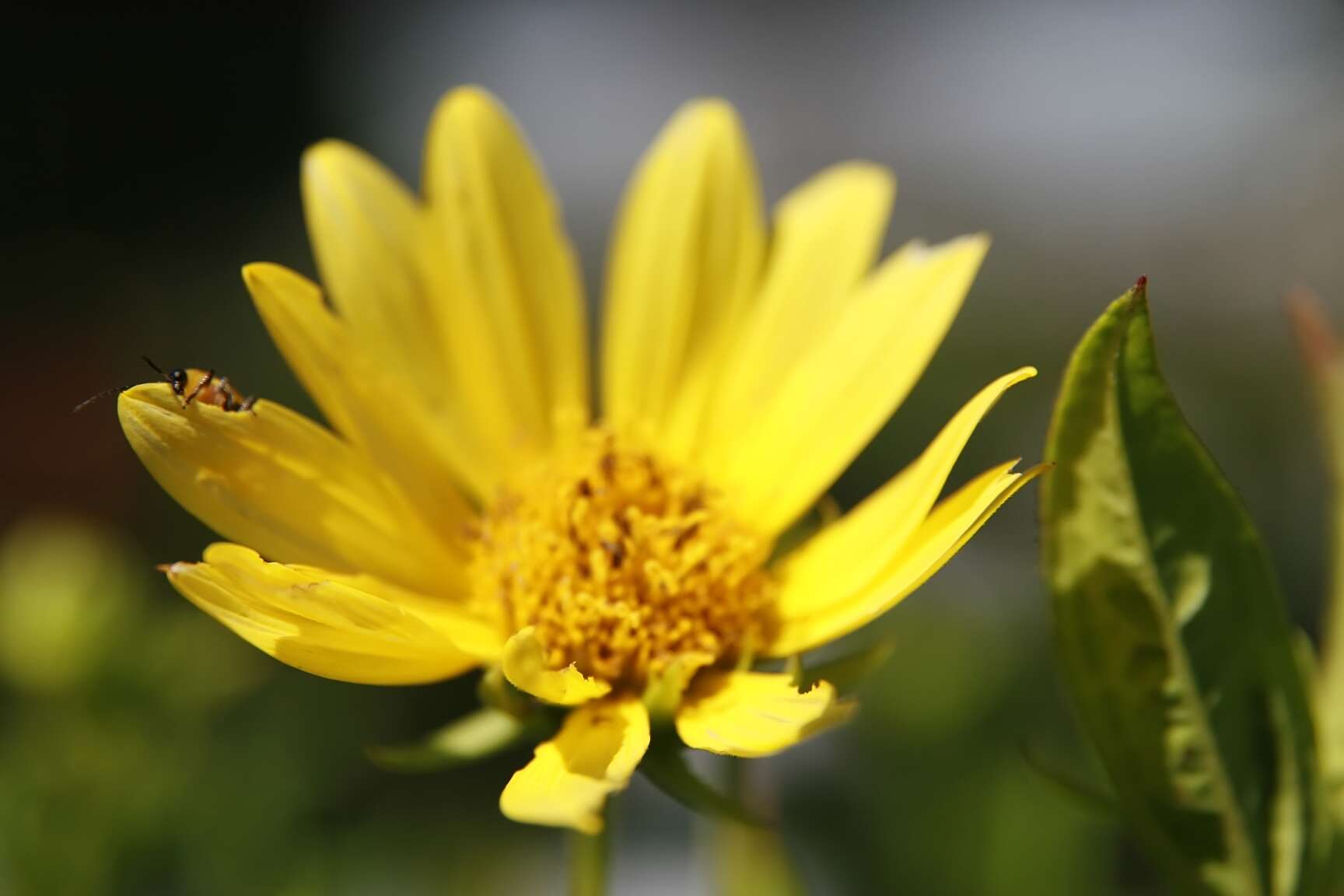 Image of Small Woodland Sunflower