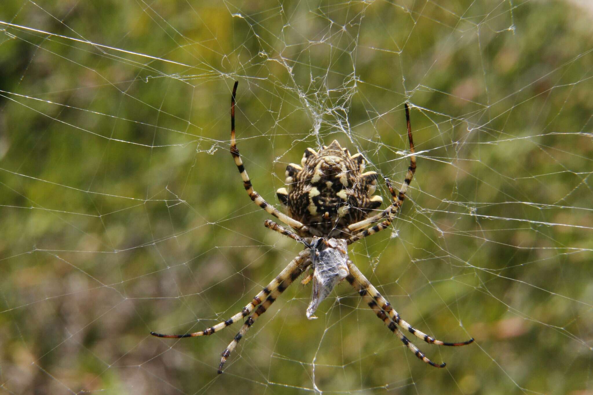 Image of Argiope lobata (Pallas 1772)