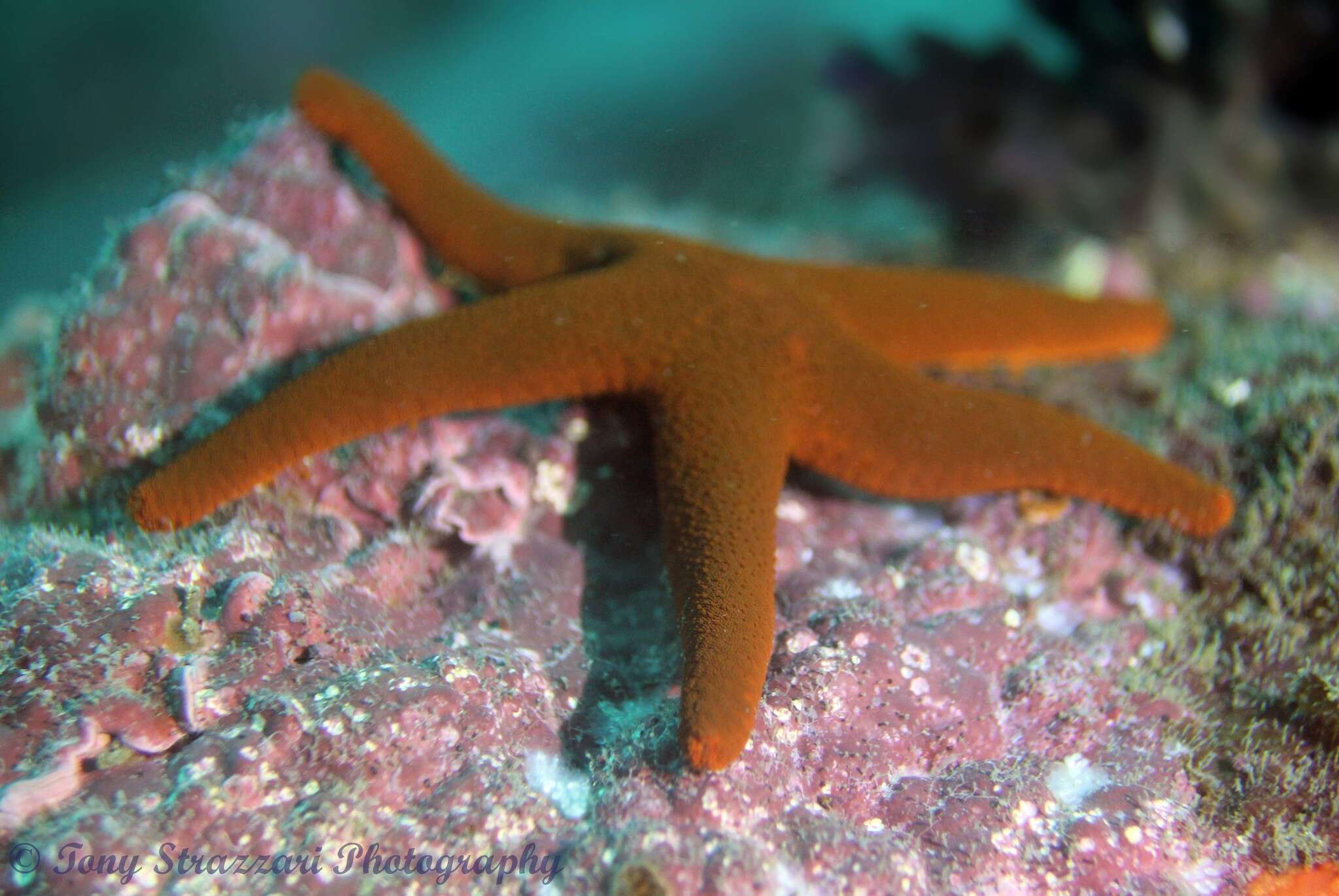 Image of Fromia polypora H. L. Clark 1916