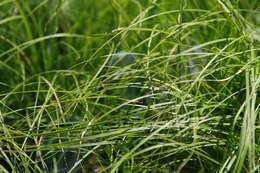 Image of Pennsylvania sedge