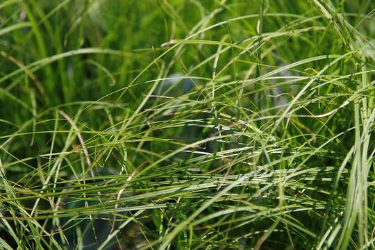 Image of Pennsylvania sedge