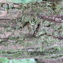 Image of Gleditsia japonica Miq.