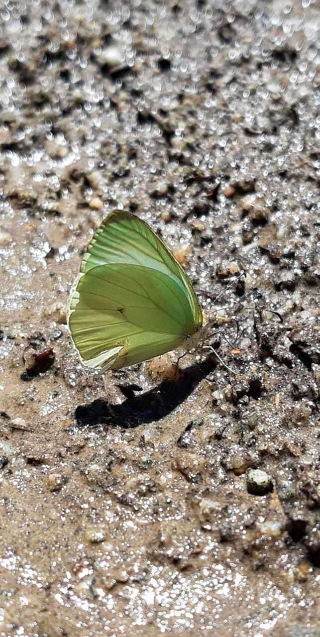 Image of Pseudopieris