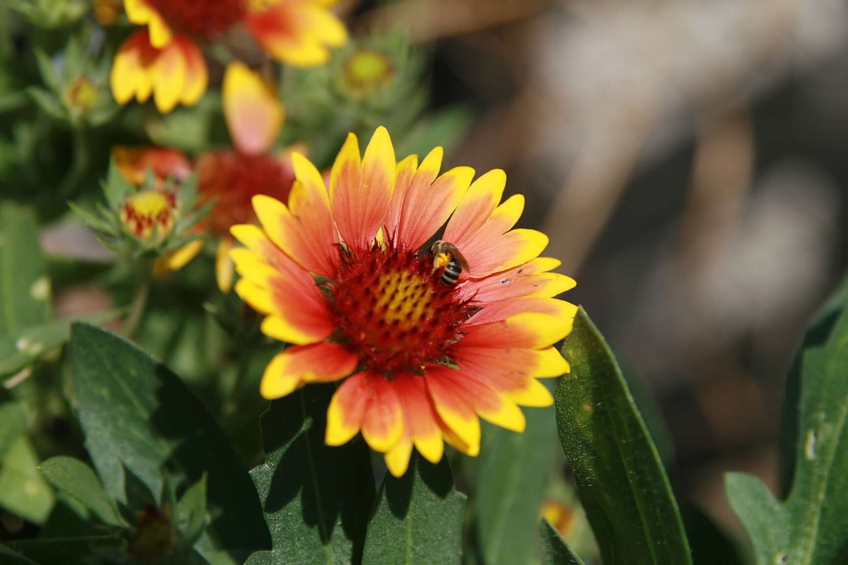 Image of Common perennial gaillardia