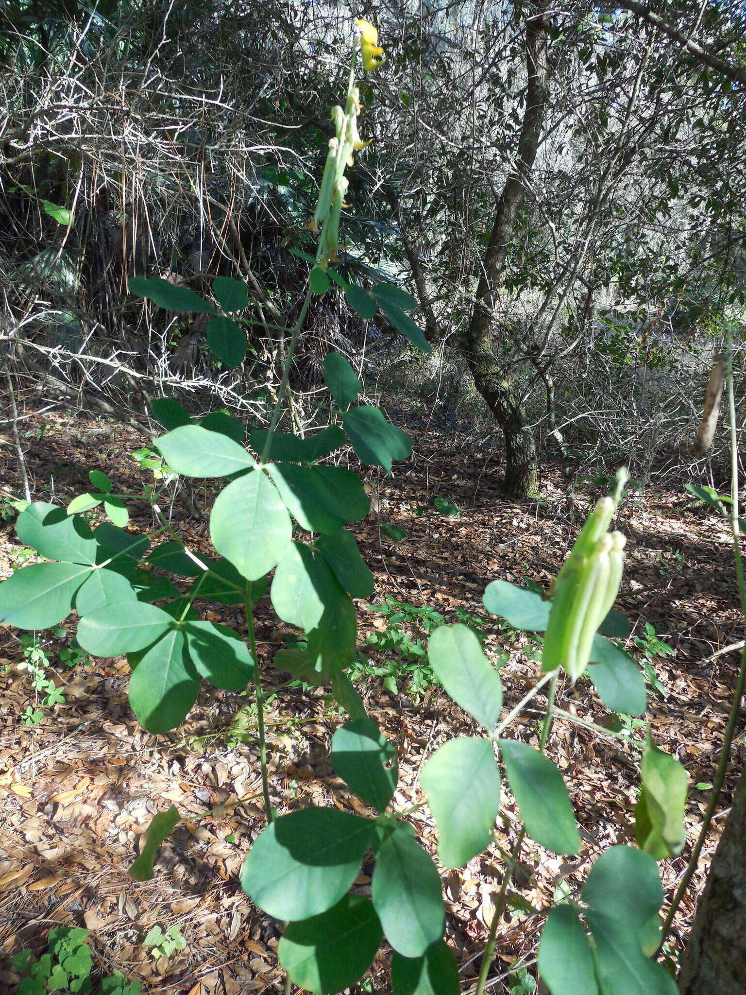 Image of smooth rattlebox