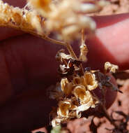 Image de Phacelia serrata J. W. Voss