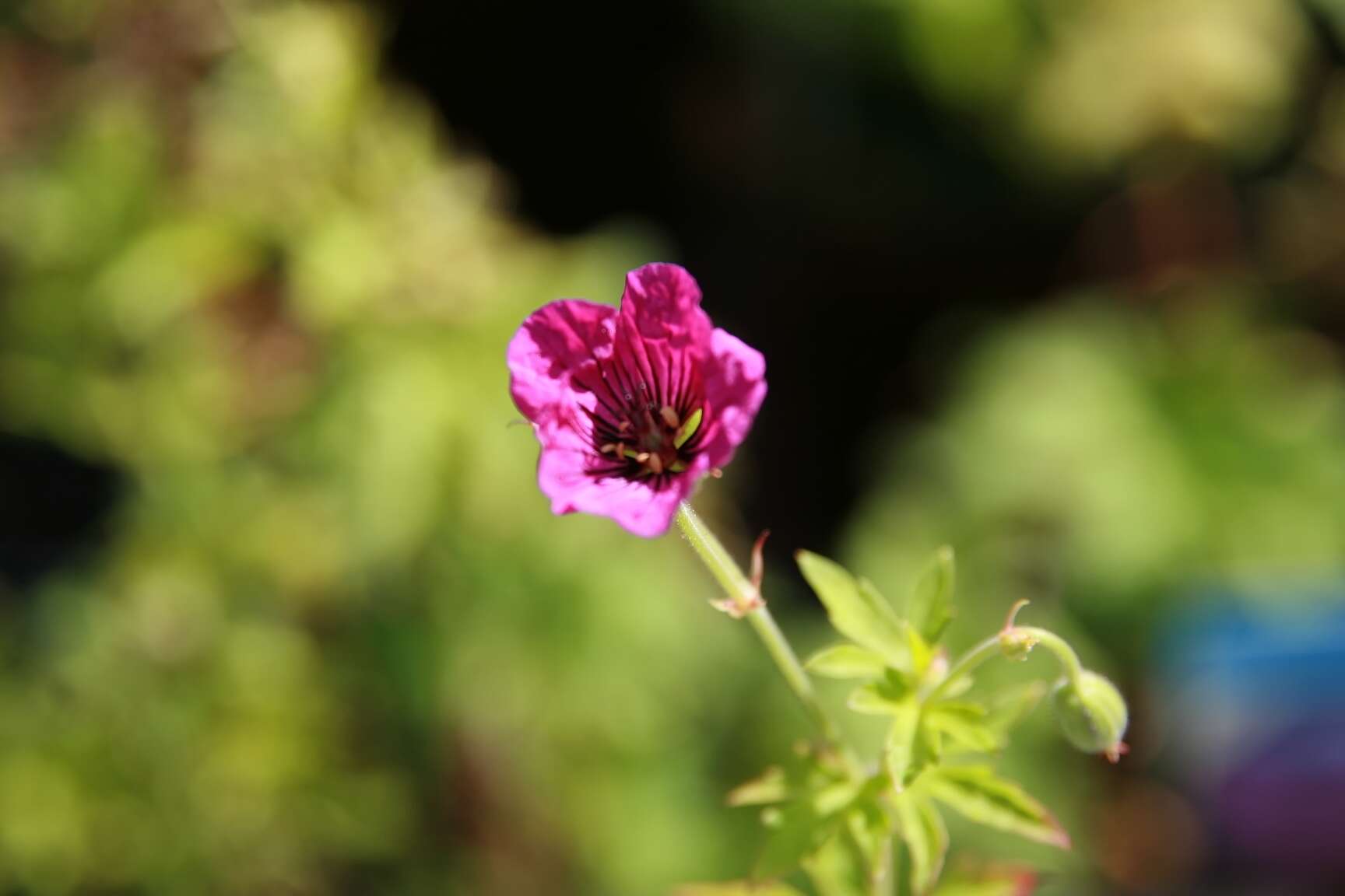 Image of Armenian crane's-bill