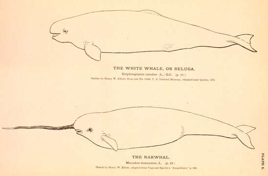 Image of white whales