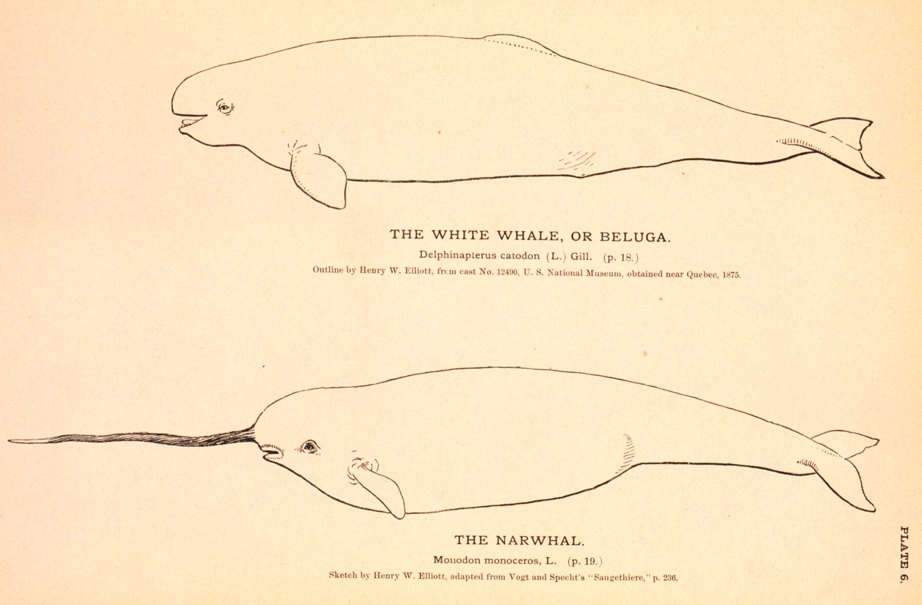 Image of white whales