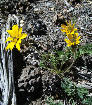 Plancia ëd Balsamorhiza hispidula Sharp