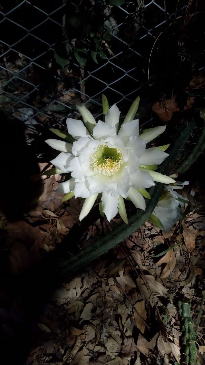 Image de Harrisia pomanensis (F. A. C. Weber ex K. Schum.) Britton & Rose