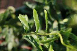 Image of Christmas fern