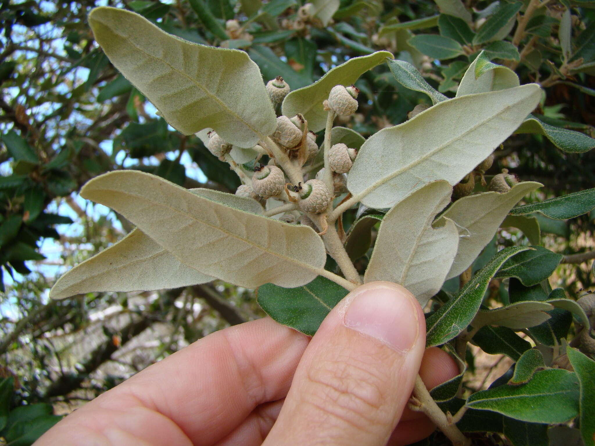 Image of Holm Oak