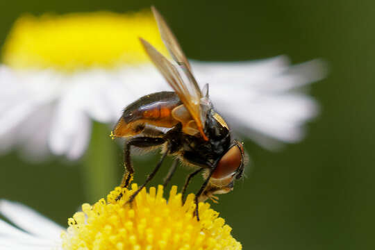 Image of Phasia aurulans Meigen 1824