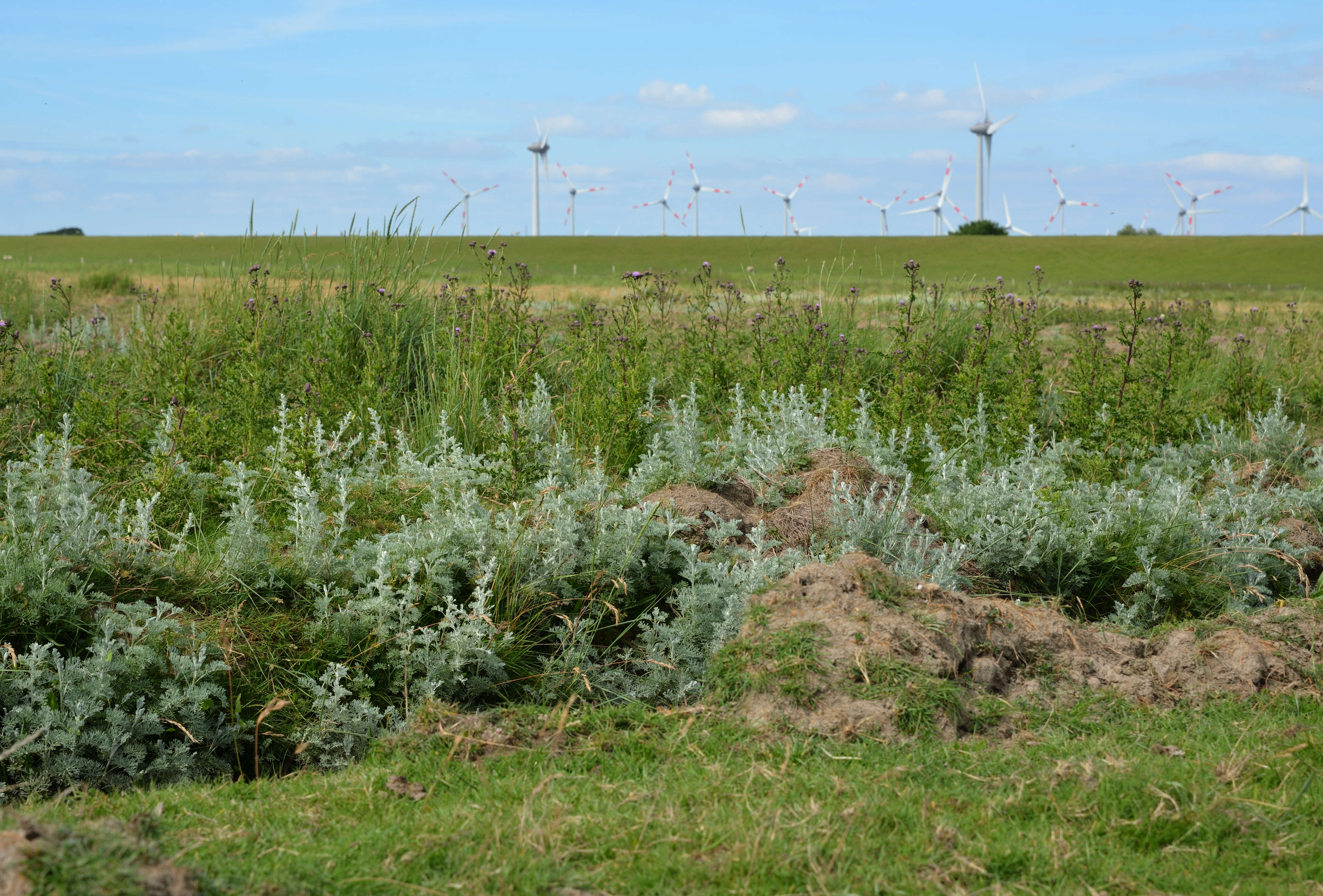 Sivun Artemisia maritima kuva