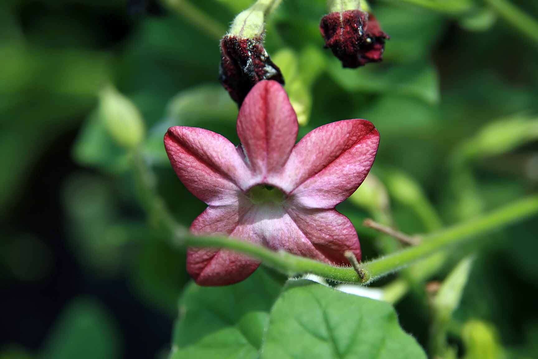 Image of Nicotiana sanderae