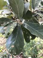 Image of Quercus obtusata Bonpl.