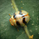 Image of Hemisphaerius typicus Walker 1857