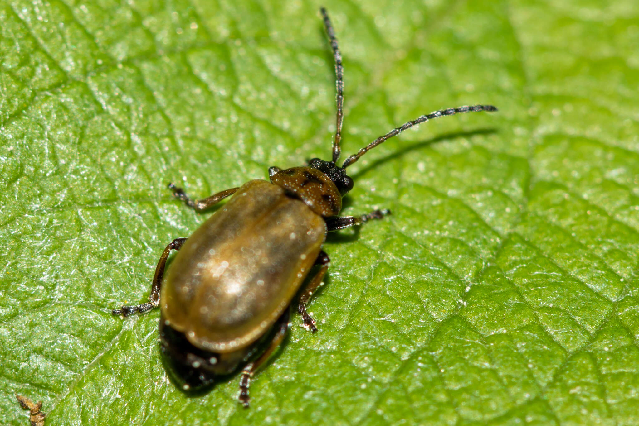 Image of <i>Lochmaea capreae</i>