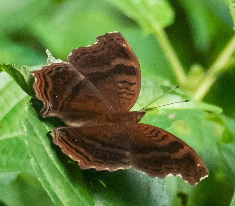 Imagem de Junonia stygia Aurivillius 1894