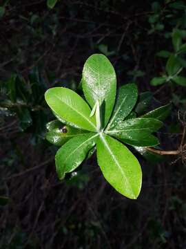 Image of Shrubby Hare's Ear