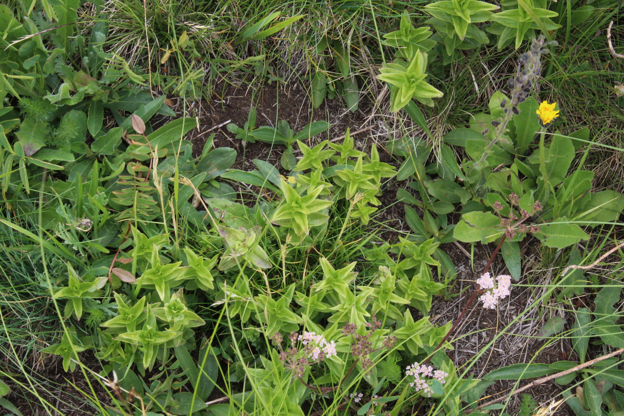 Image of crested gentian