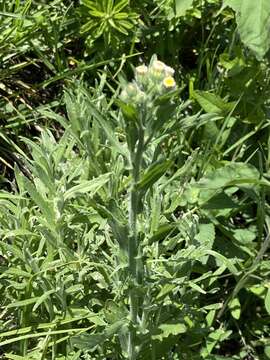 Image of Erigeron variifolius Blake