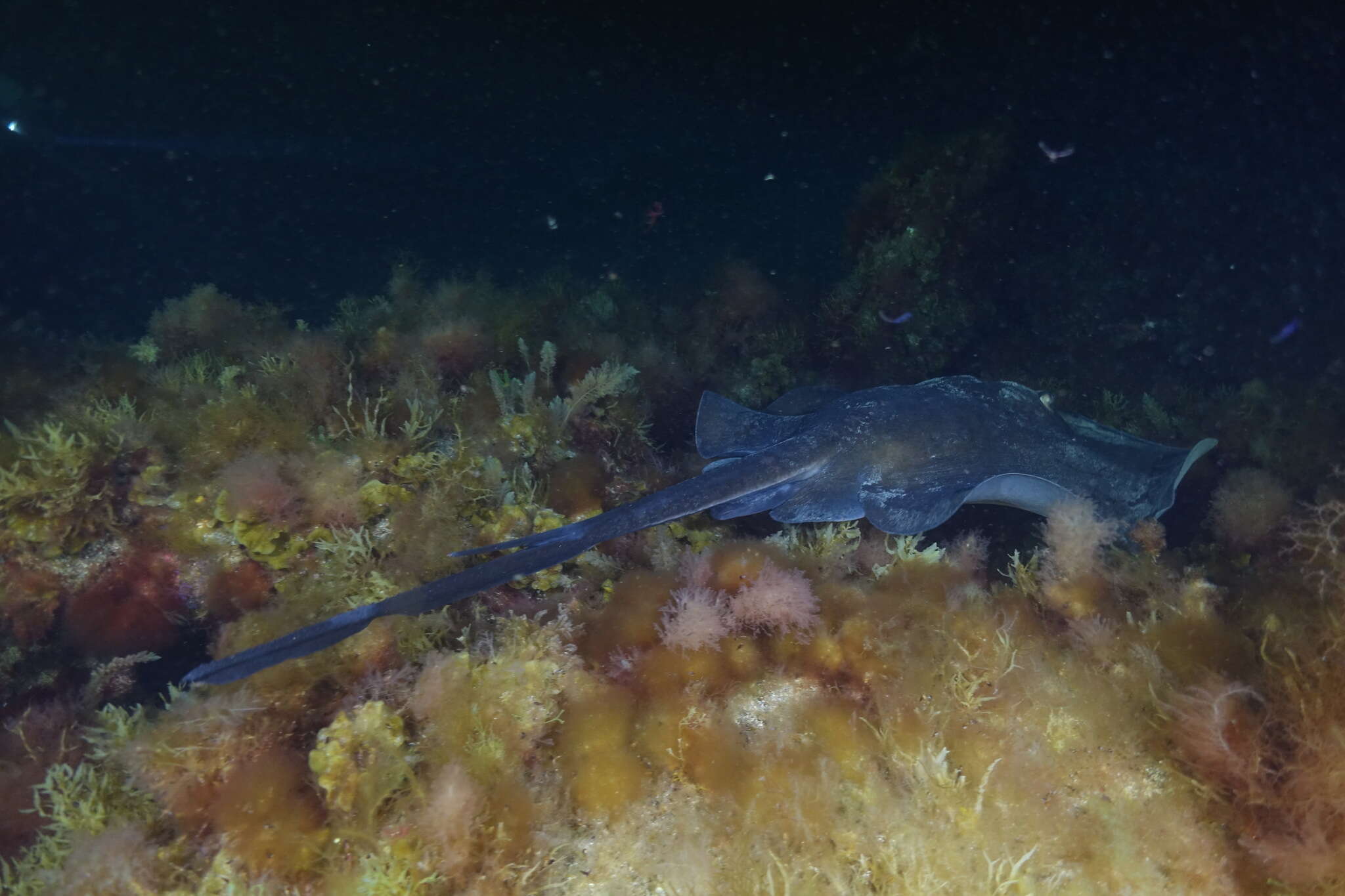 Image of round fantail stingray