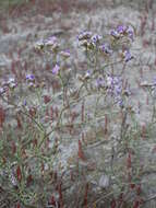 Image of Limonium bellidifolium (Gouan) Dumort.