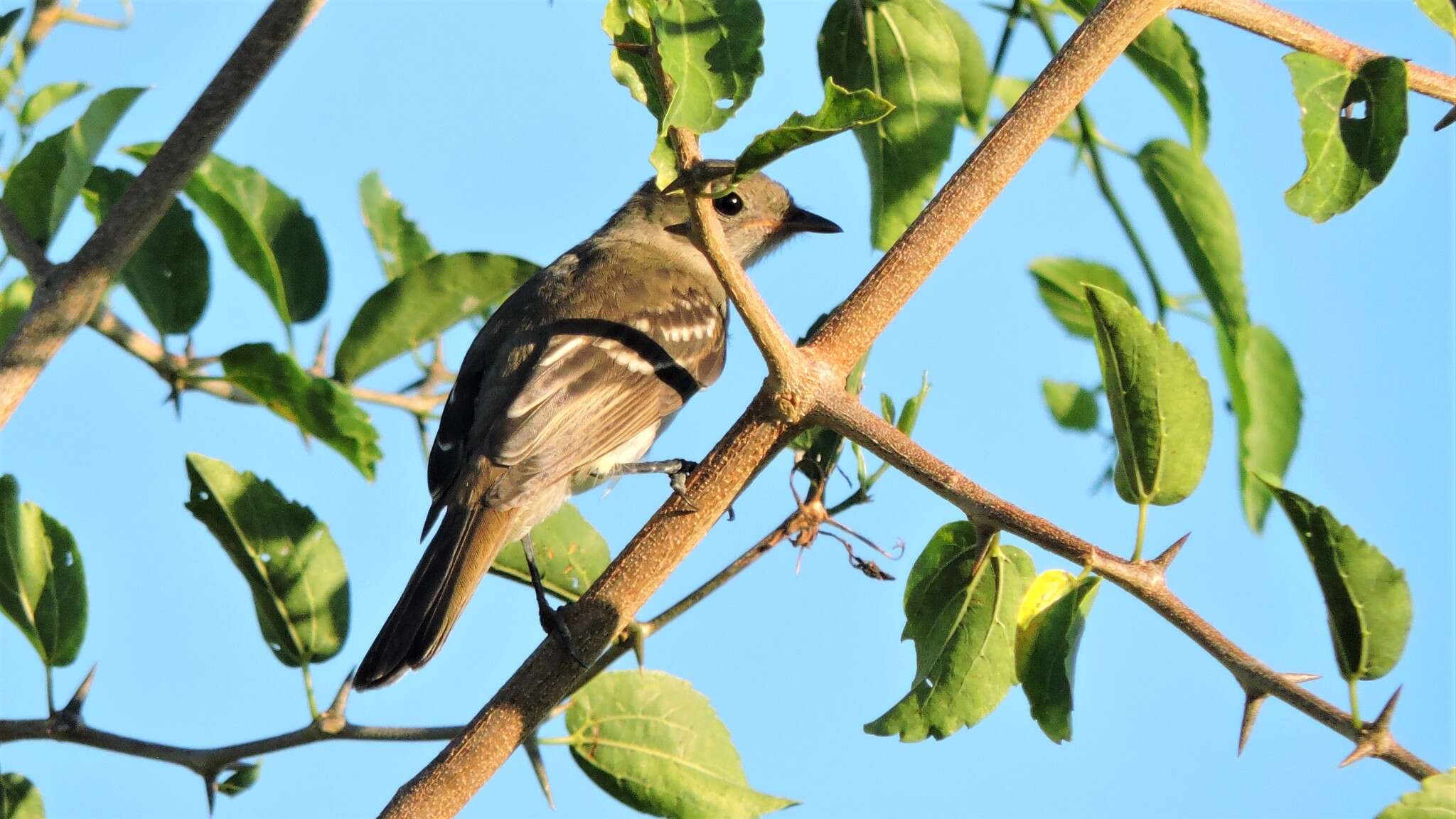 Imagem de Elaenia parvirostris Pelzeln 1868