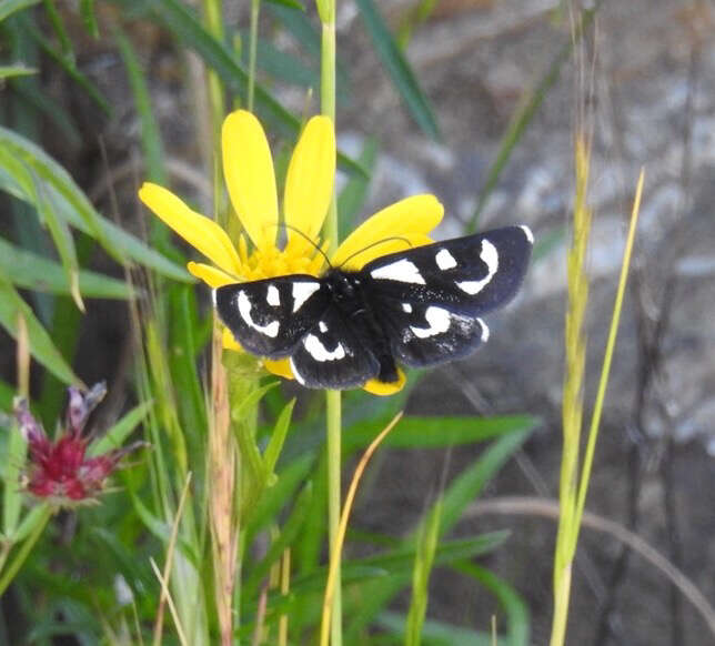 Imagem de Alypia mariposa Grote & Robinson 1868