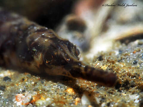 Image of Chain pipefish