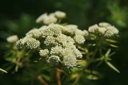 Image of whorled milkweed