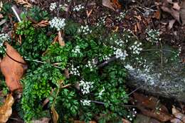 Aegopodium decumbens (Thunb. ex Murray) Pimenov & Zakharova的圖片