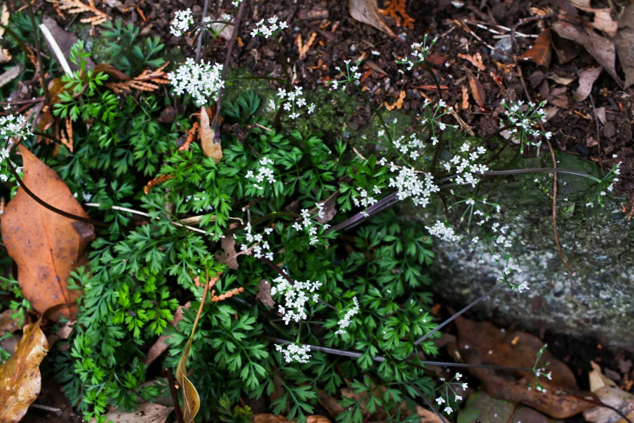 Aegopodium decumbens (Thunb. ex Murray) Pimenov & Zakharova的圖片