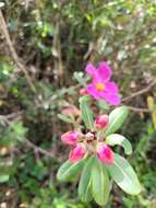 Image of Kielmeyera rubriflora Cambess.