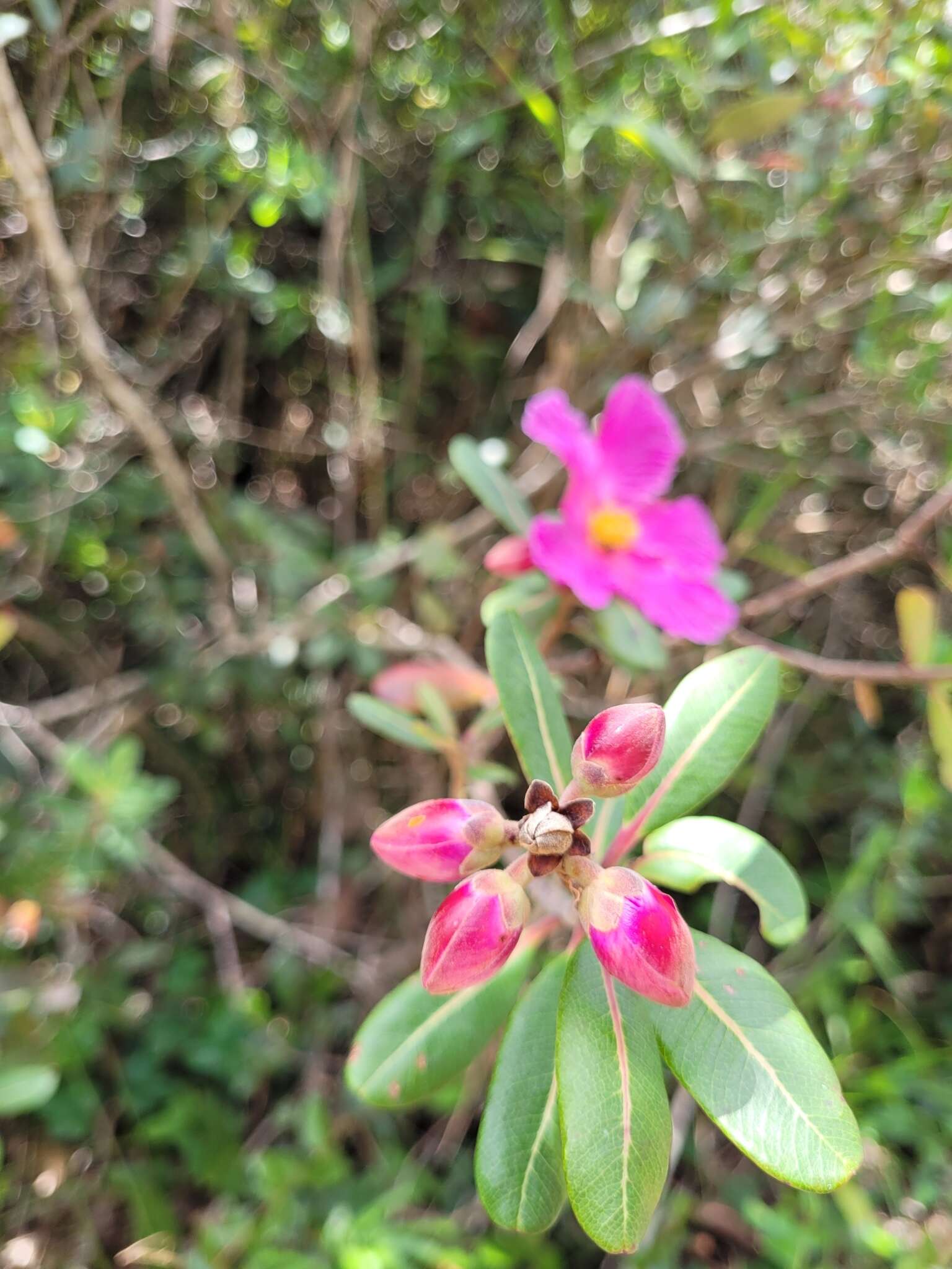 Image of Kielmeyera rubriflora Cambess.